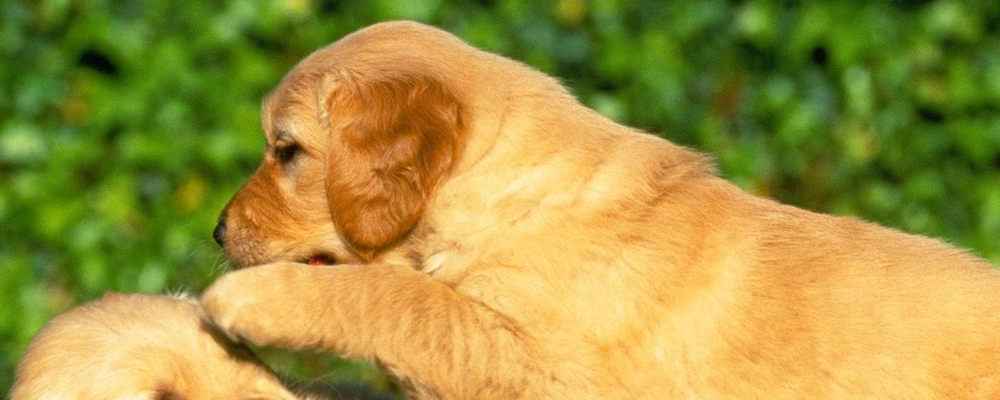 How To Clean Dogs Ears How To Clean Dogs Ears